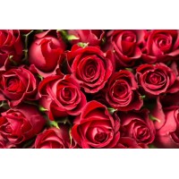 Softy Premix Rose - 400G